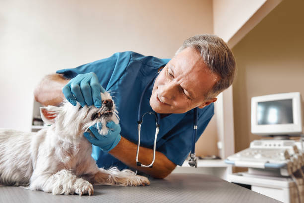 Best Urgent Tooth Repair  in Eureka Springs, AR
